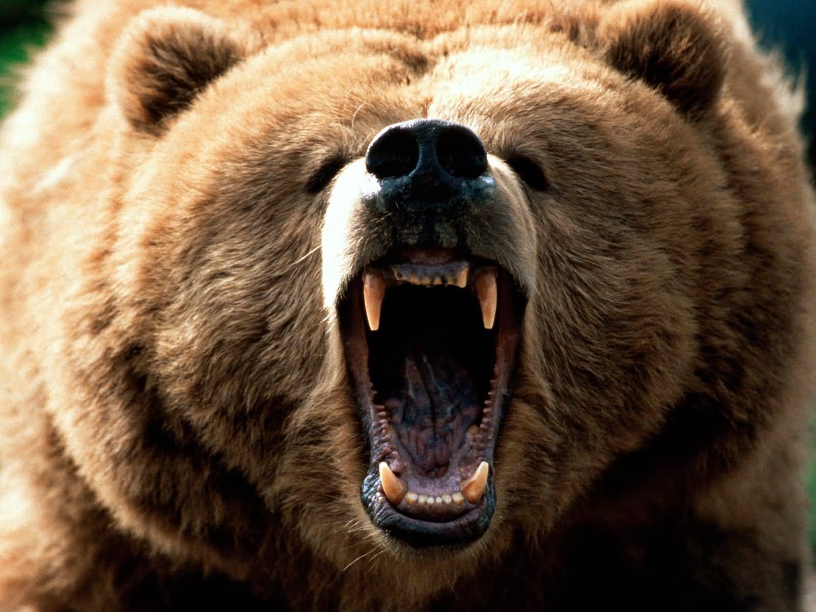 grizzly-roaring.jpg