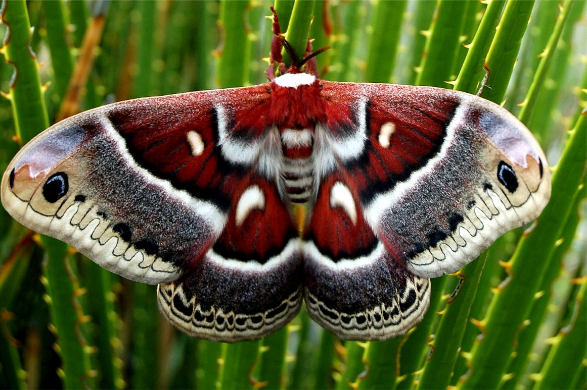 https://quantumbiologist.files.wordpress.com/2011/02/cecropia-moth.jpg