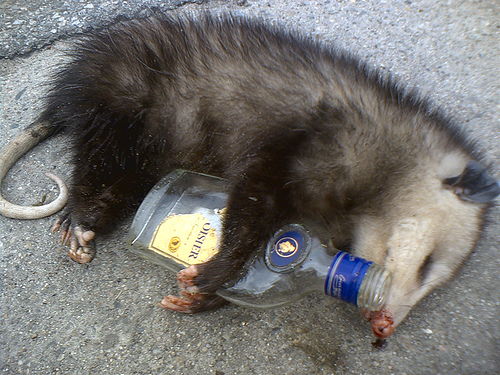 opossum-drunk.jpg