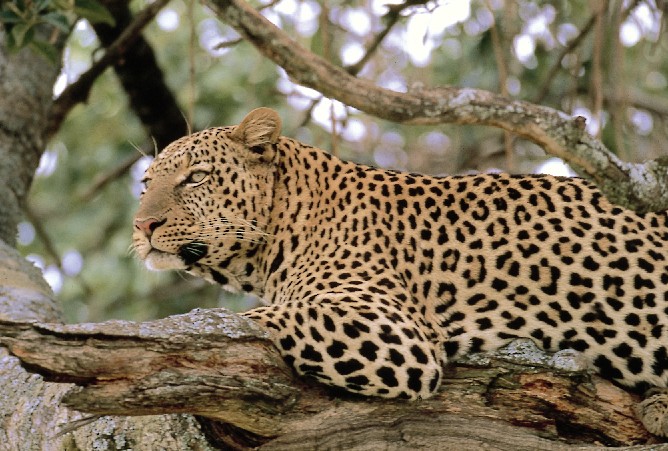 A Natural History of Leopard Print  The Quantum Biologist